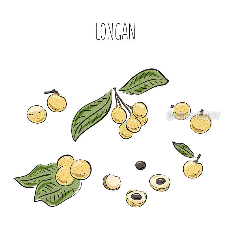 Longan vector drawing. Hand drawn tropical fruit illustration. Colorful summer fruit. Whole and sliced objects with leaves. Botanical vintage sketch for label, juice packaging design, menu
